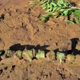 泥だんご 自然素材 土