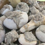 自然素材の魅力 石