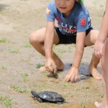 カメ 自然のなかであそぶ 動物