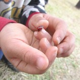 てんとう虫 自然のなかであそぶ 動物