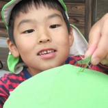 バッタ 自然のなかであそぶ 動物