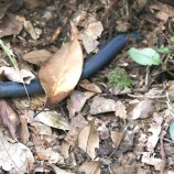 みみず 自然のなかであそぶ 動物