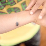 だんご虫 自然の中の生き物