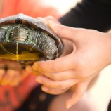 カメ 自然の中の生き物