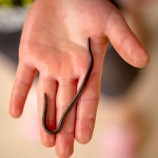 ちいさなミミズ 自然の中の生き物