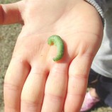 青虫を園庭で発見