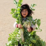 両手にたくさんの大根の収穫-食育