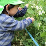 食育 スナップエンドウの収穫