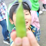 食育 スナップエンドウの収穫