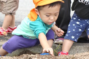 芋ほり体験 食育