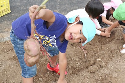 芋ほり体験 食育