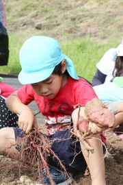 芋ほり体験 食育