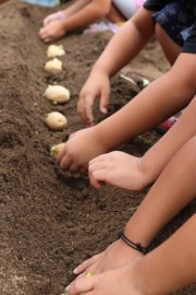 みんなで種イモ植え-食育