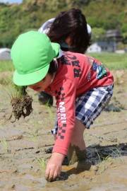 田植え体験-食育
