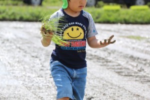 食育 田植え体験