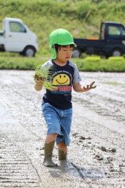 食育 田植え体験