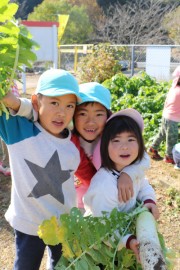 食育 大根の収穫