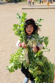 両手にたくさんの大根の収穫-食育
