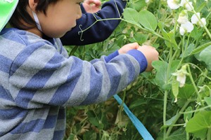 食育 スナップエンドウの収穫