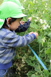 食育 スナップエンドウの収穫