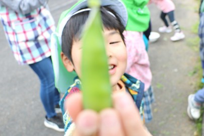 食育 スナップエンドウの収穫